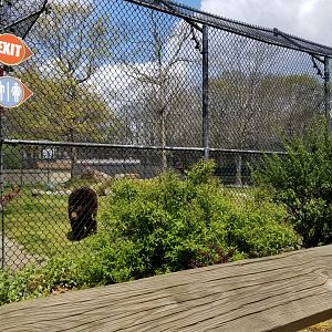 Cape May - North American Black Bear