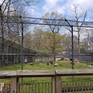 Cape May - North American Black Bear