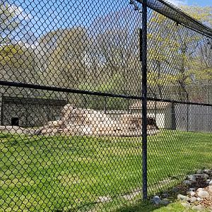 Cape May - North American Black Bear
