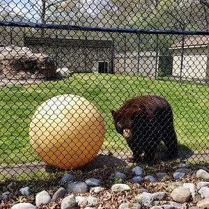 Cape May - North American Black Bear