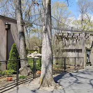Cape May - Snow Leopard