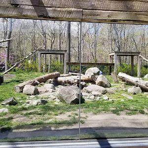 Cape May - Snow Leopard