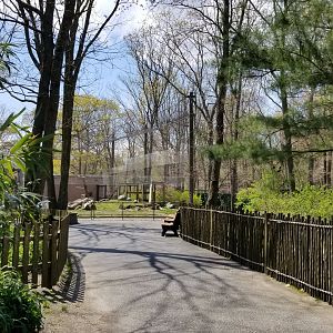 Cape May - Snow Leopard