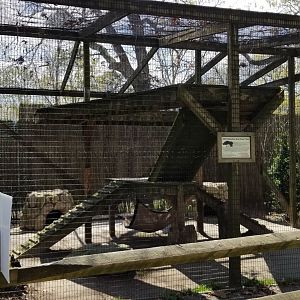 Cape May - Bobcat exhibit #1