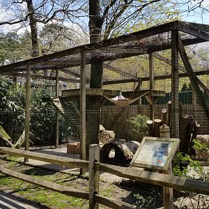 Cape May - Bobcat exhibit #2