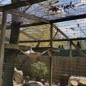 Cape May - Bobcat exhibit #2