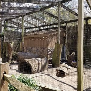 Cape May - African crested porcupines