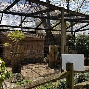 Cape May - African crested porcupines