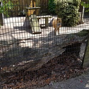 Cape May - Nice hiding spot for red fox