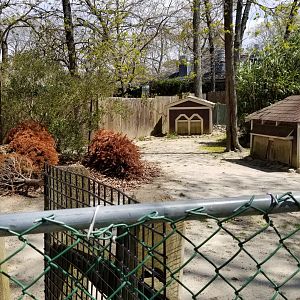 Cape May - Patagonian Mara