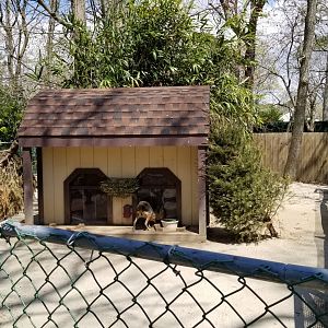 Cape May - Patagonian Mara