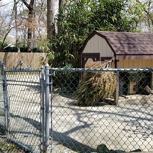 Cape May - Patagonian Mara