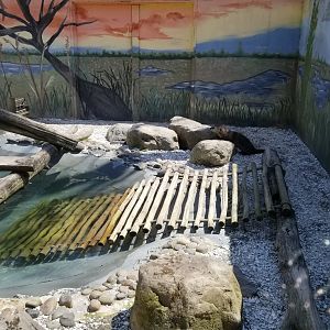 Cape May - North American River Otter