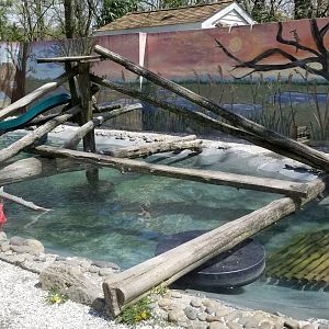 Cape May - North American River Otter