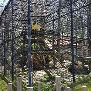 Cape May - "Silver" Fox