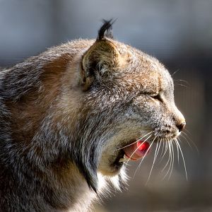 Male Canadian Lynx / 15-4-21