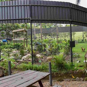 Spider Monkey Enclosure