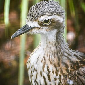 Bush Stone Curlew (Burhinus grallarius)