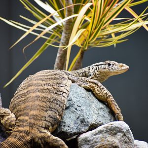 Spencer's Monitor (Varanus spenceri)