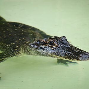 American Alligator (Alligator mississippiensis)