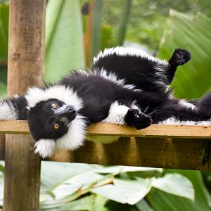 Black-and-white Ruffed Lemur (Varecia variegata)