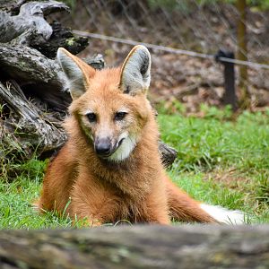 Maned Wolf (Chrysocyon brachyurus)