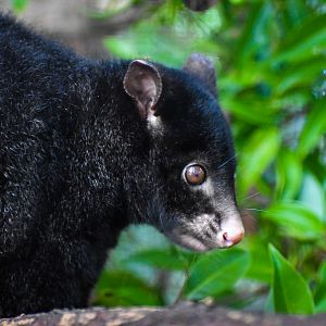 Short-eared Brushtail Possum (Trichosurus caninus)