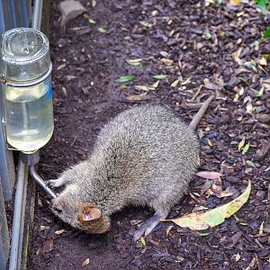 Quokka Taking a Drink