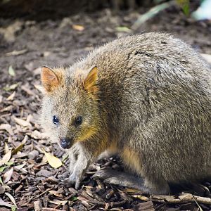 Quokka (Setonix brachyurus)