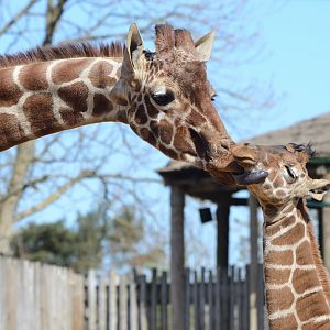 Giraffe calf Margaret 24/04/2021