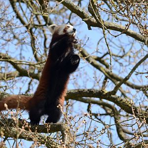 Red Panda 24/04/2021