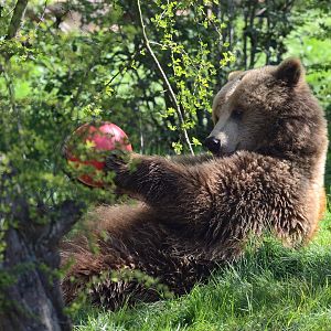 Brown bear with enrichment feeder 24/04/2021