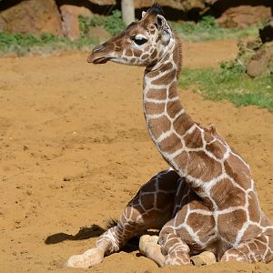 Giraffe calf Margaret 24/04/2021