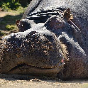 Common hippo Hoover 24/04/2021