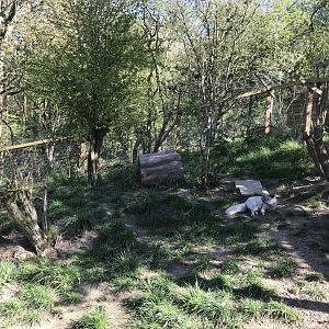 Arctic Fox Enclosure