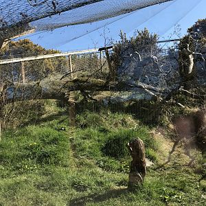 Scottish Wildcat Enclosure