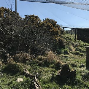 Scottish Wildcat Enclosure