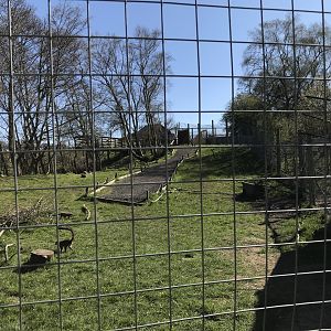 Lemur Enclosure