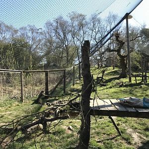 Canadian Lynx Enclosure