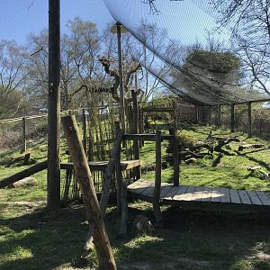 Canadian Lynx Enclosure