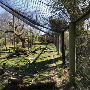 Canadian Lynx Enclosure