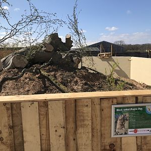 Black-Tailed Prairie Dog Enclosure
