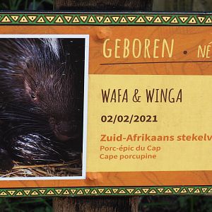 Birth sign Cape porcupines, 2021-04-20