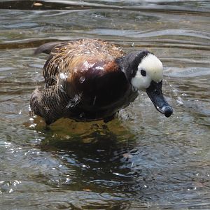 Bathing White-faced whistling duck (Dendrocygna viduata), 2021-04-20