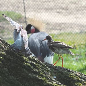 Speckled pigeon (Columba guinea) and Common redshank (Tringa totanus), 2021-04-20