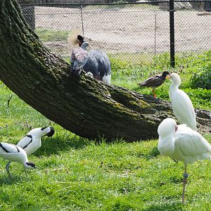 Different birds housed in the African waterfront aviary, 2021-04-20