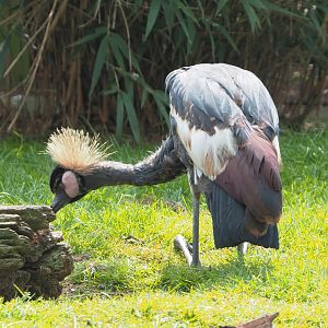 Western black crowned crane (Balearica pavonina pavonina), 2021-04-20