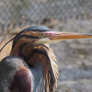 Purple heron (Ardea purpurea), 2021-04-20