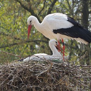 European white stork (Ciconia ciconia) pair on nest, 2021-04-20