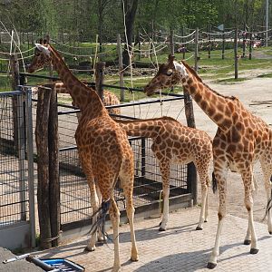 Kordofan giraffes (Giraffa camelopardalis antiquorum), 2021-04-20